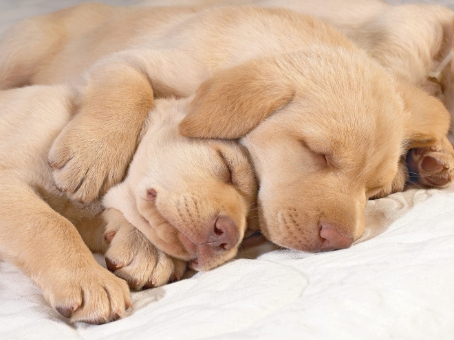 cute puppies sleeping wallpaper