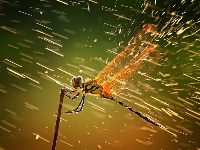 dragonfly hd rain wallpaper