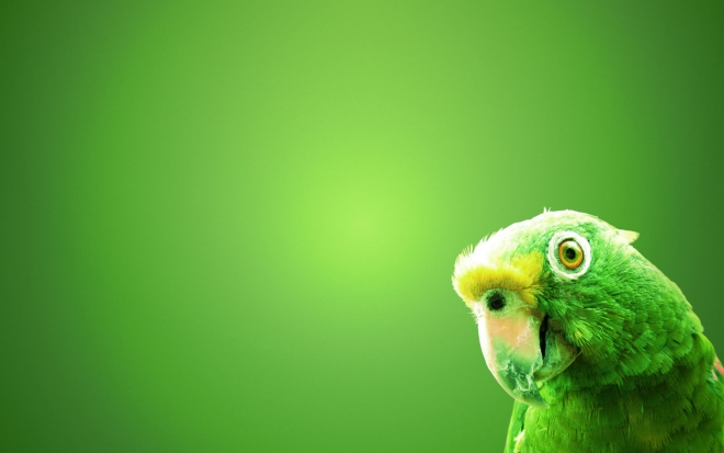 green parrot wallpaper