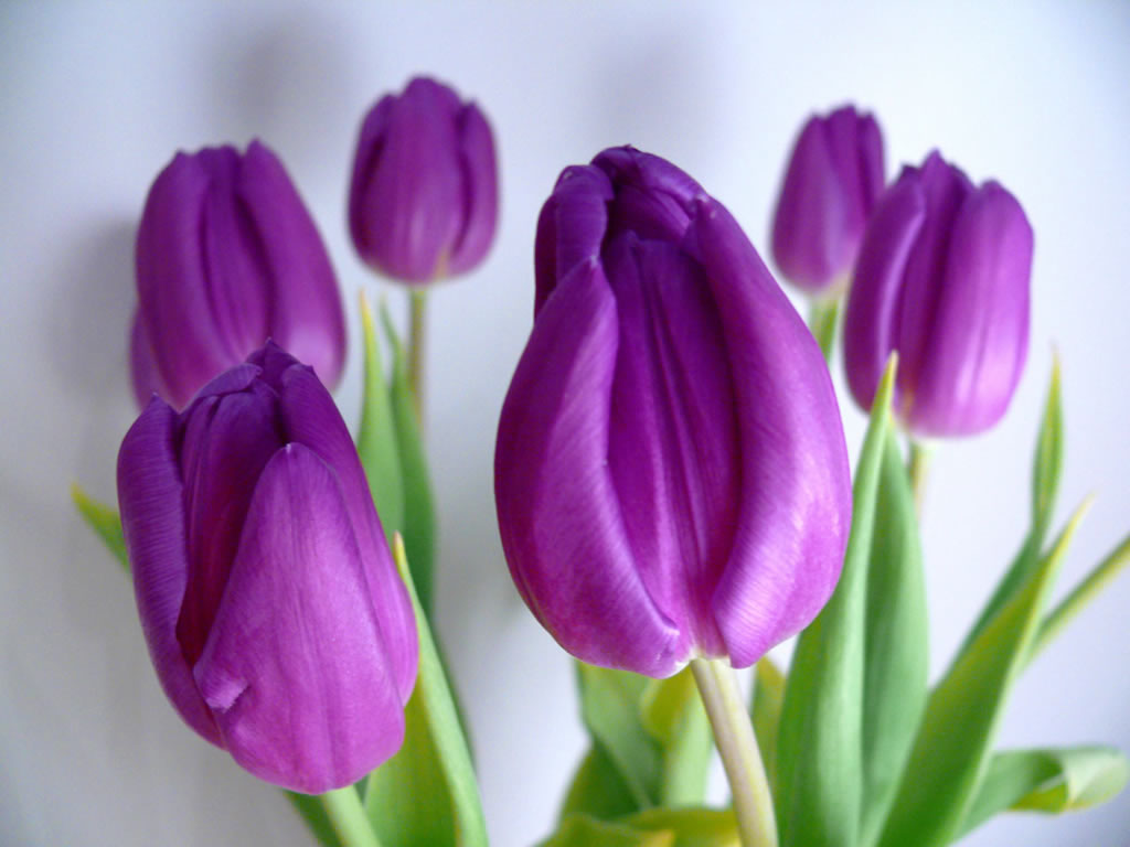 violet tulip flower wallpaper