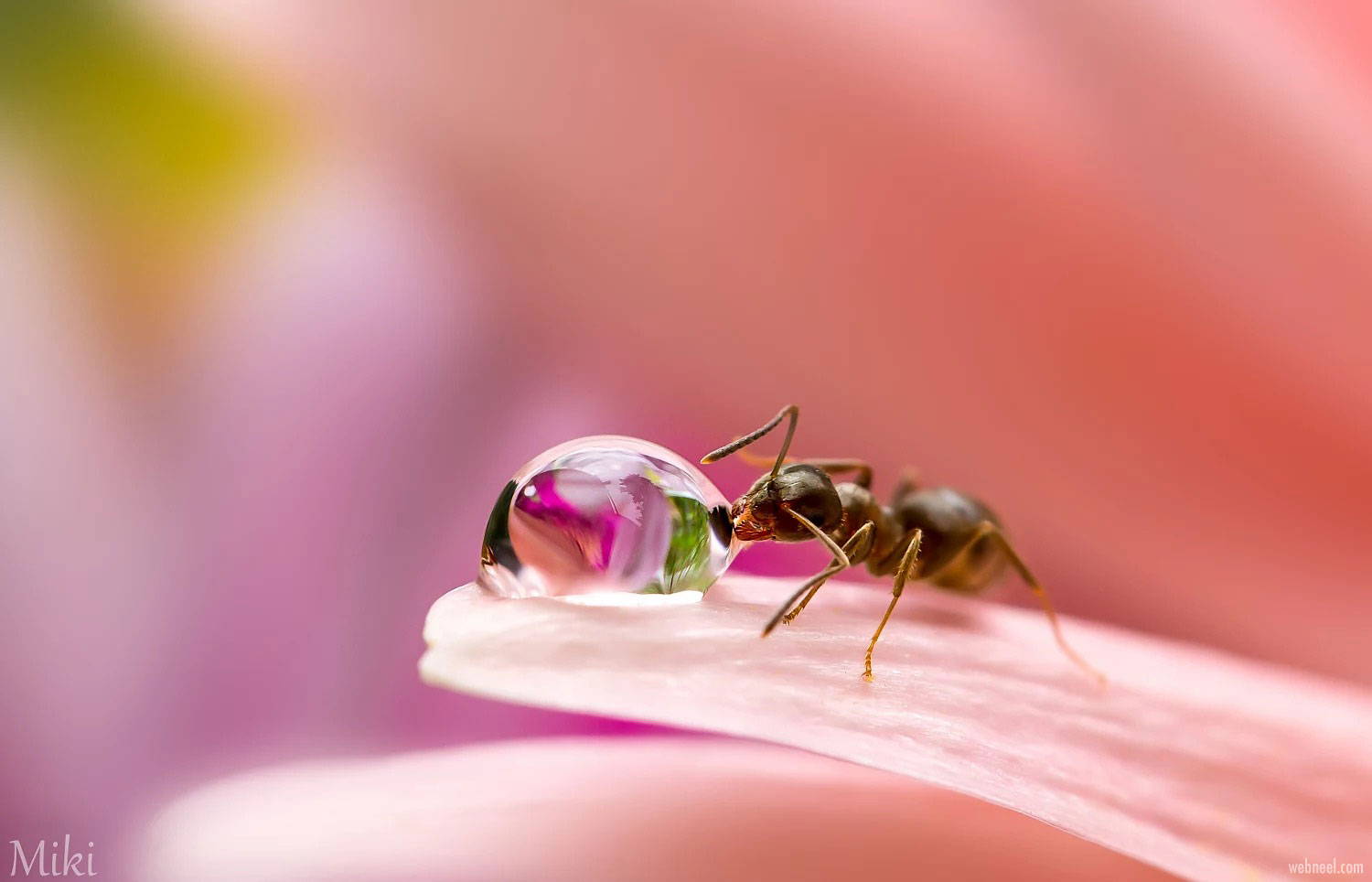 macro photography wallpaper ant