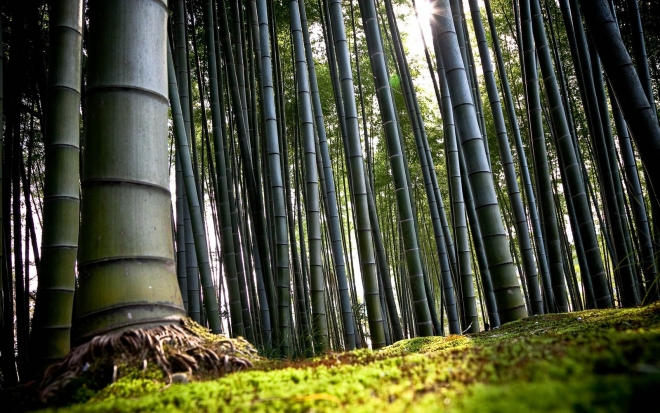 bamboo trees forest wallpaper