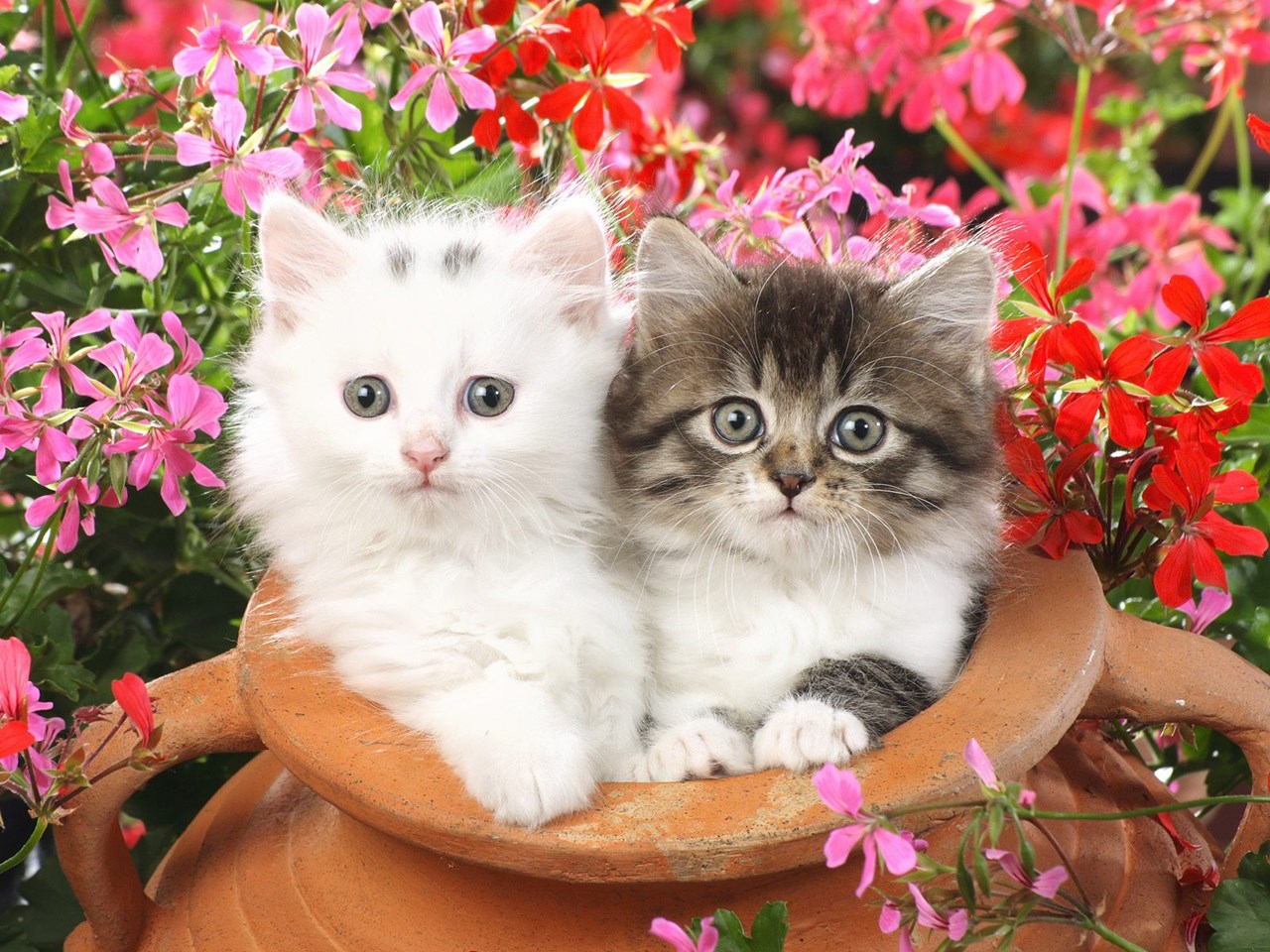 two cute cats wallpaper - HD Wallpaper