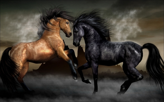 two horses wallpaper