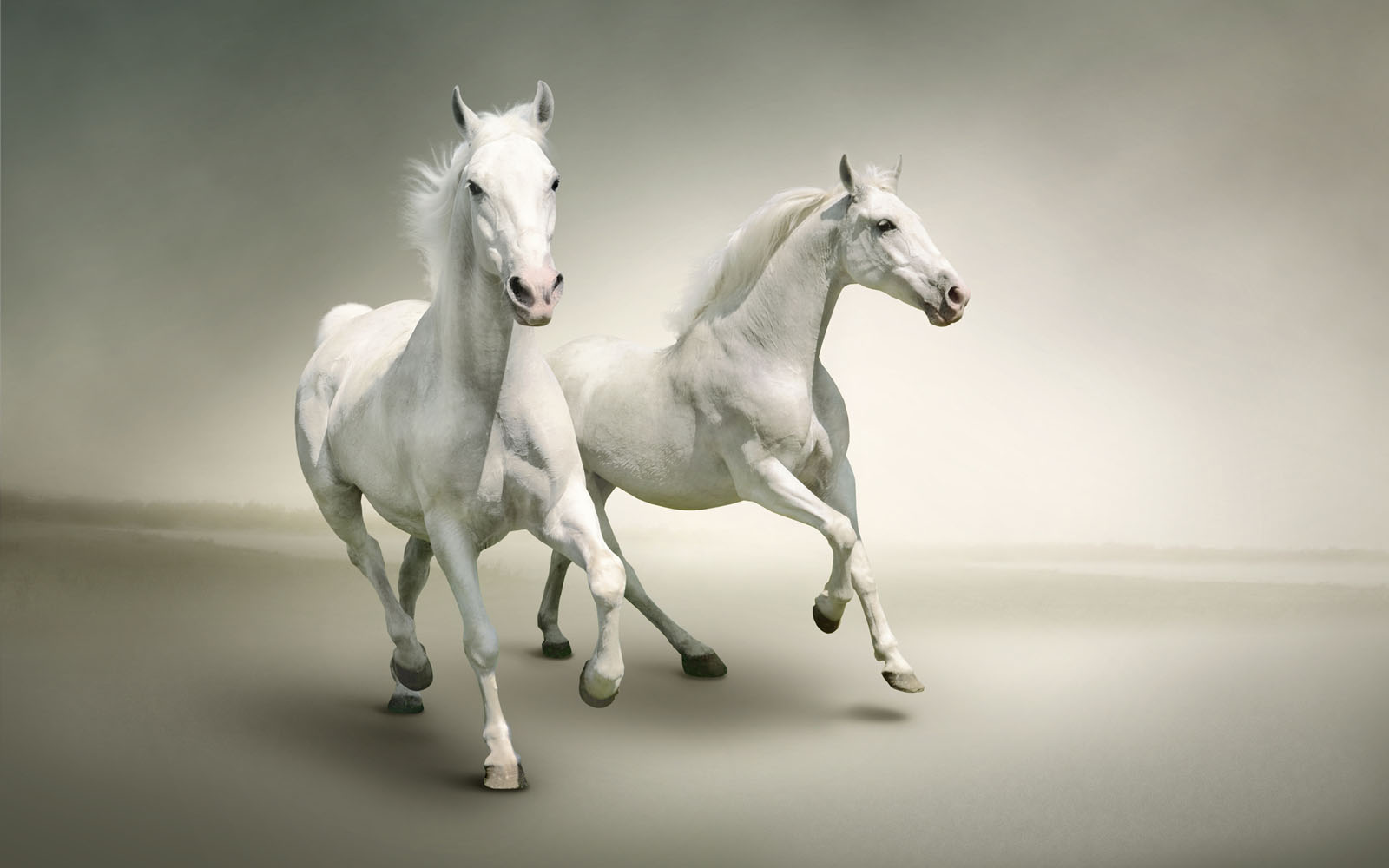 white horse 1080P 2k 4k HD wallpapers backgrounds free download  Rare  Gallery