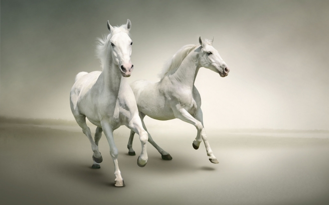 two white horses wallpaper