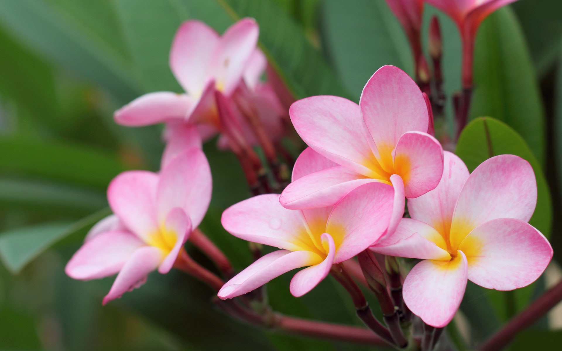 Beautiful Flower Wallpaper Beautiful Flower Wallpaper
