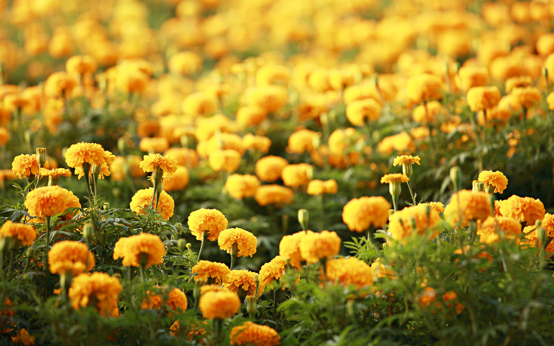 marigolds flower wallpaper