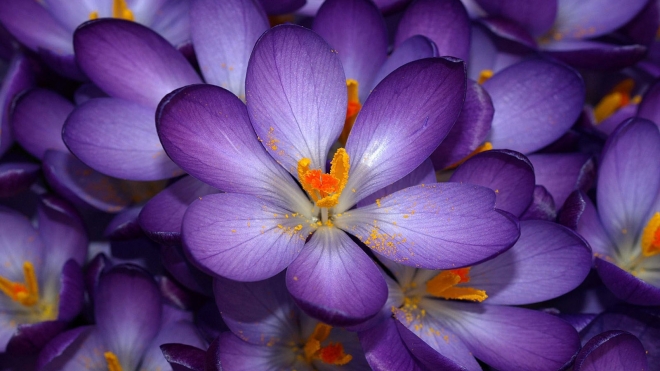purple crocus flower wallpaper