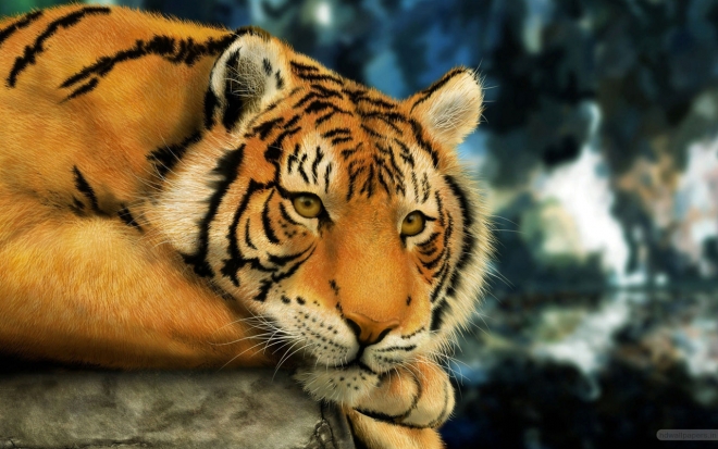 tiger painting wallpapers