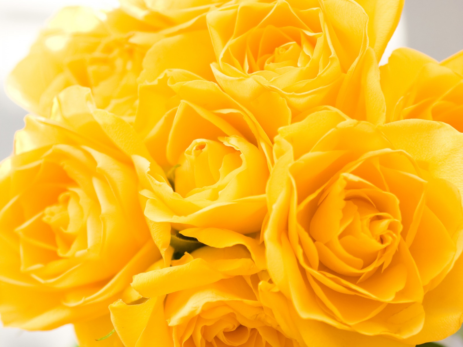 yellow roses flower wallpaper