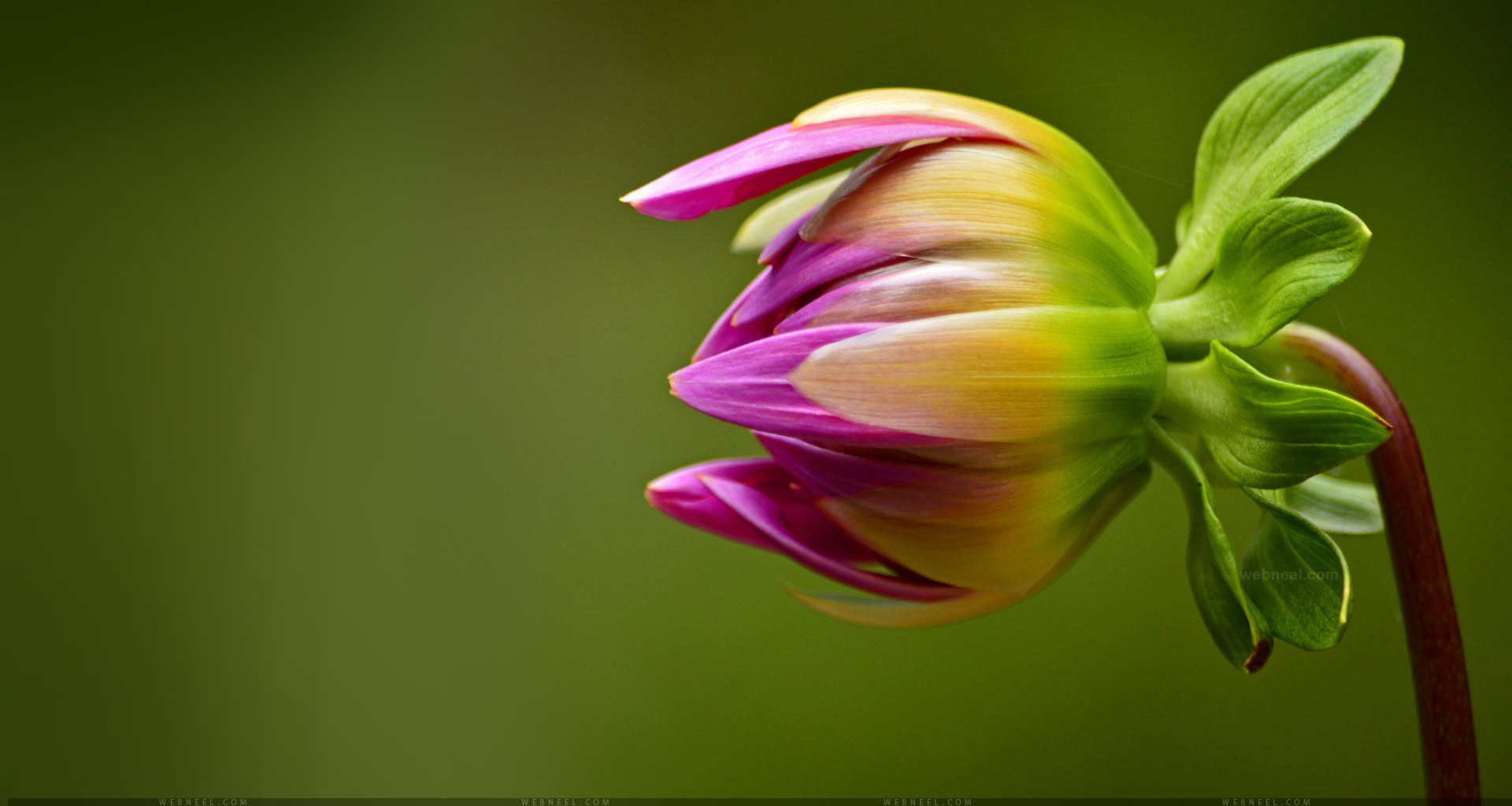 40 Beautiful Flower Wallpapers for your Desktop Mobile and ...