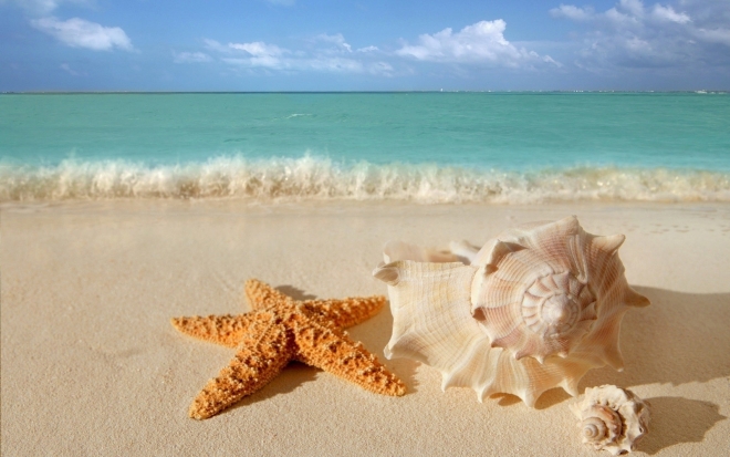 starfish seashells beach sand wallpaper