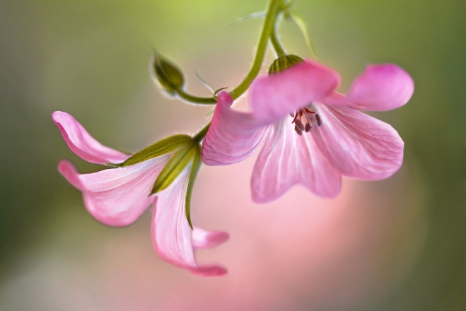 pink wallpaper by mandy disher