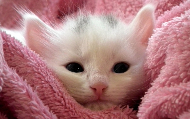 pink wallpaper cat