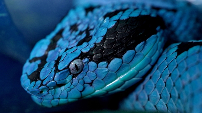 blue wallpaper snake