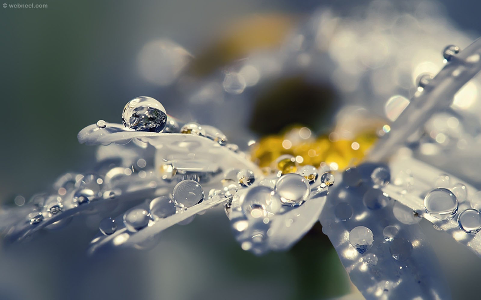 50 Beautiful Rain Wallpapers for your desktop mobile and tablet - HD