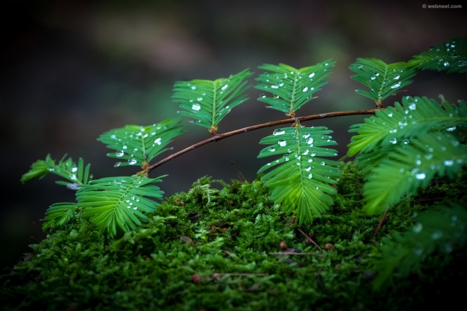 rain wallpaper leafs