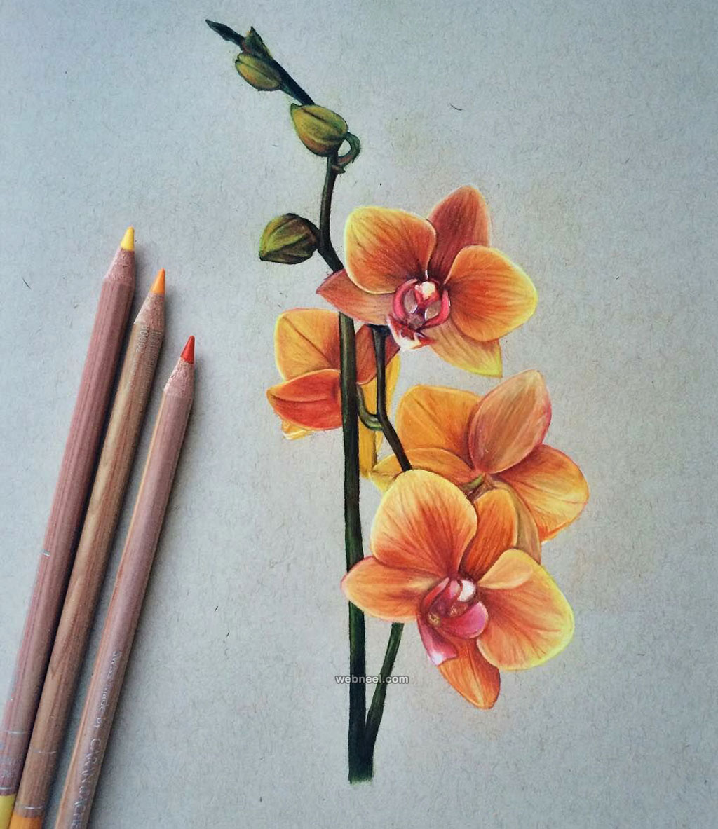 flower #drawing #color #pencil #flowerdrawingcolorpencil | Pencil drawings  of flowers, Realistic flower drawing, Flower drawing