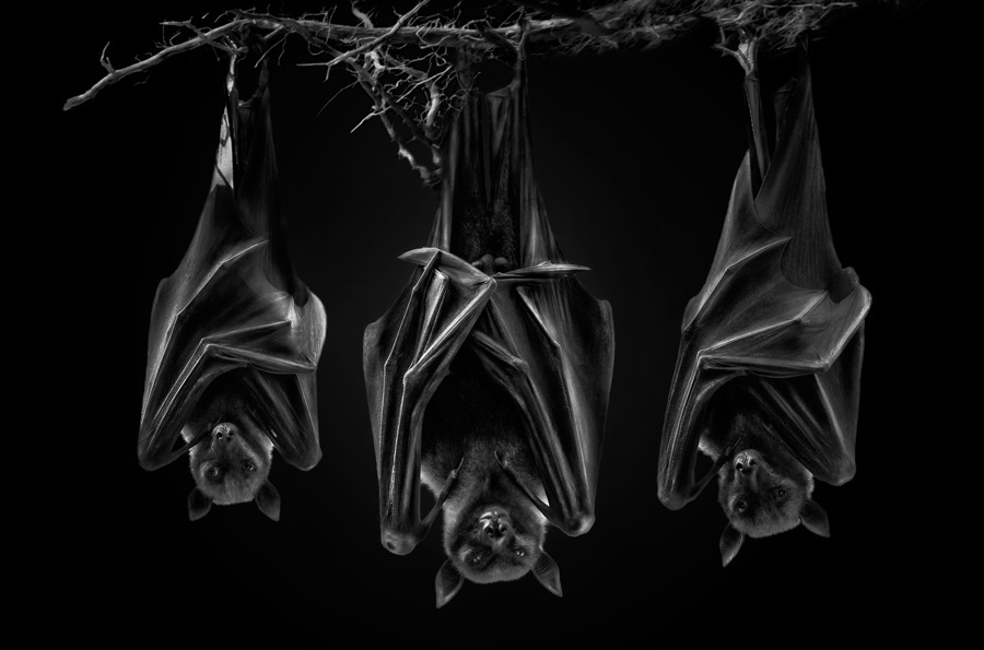 6 monochrome photographer award by pedor jarque
