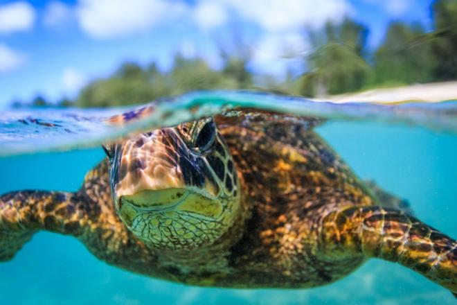 animals award winning army photo contest