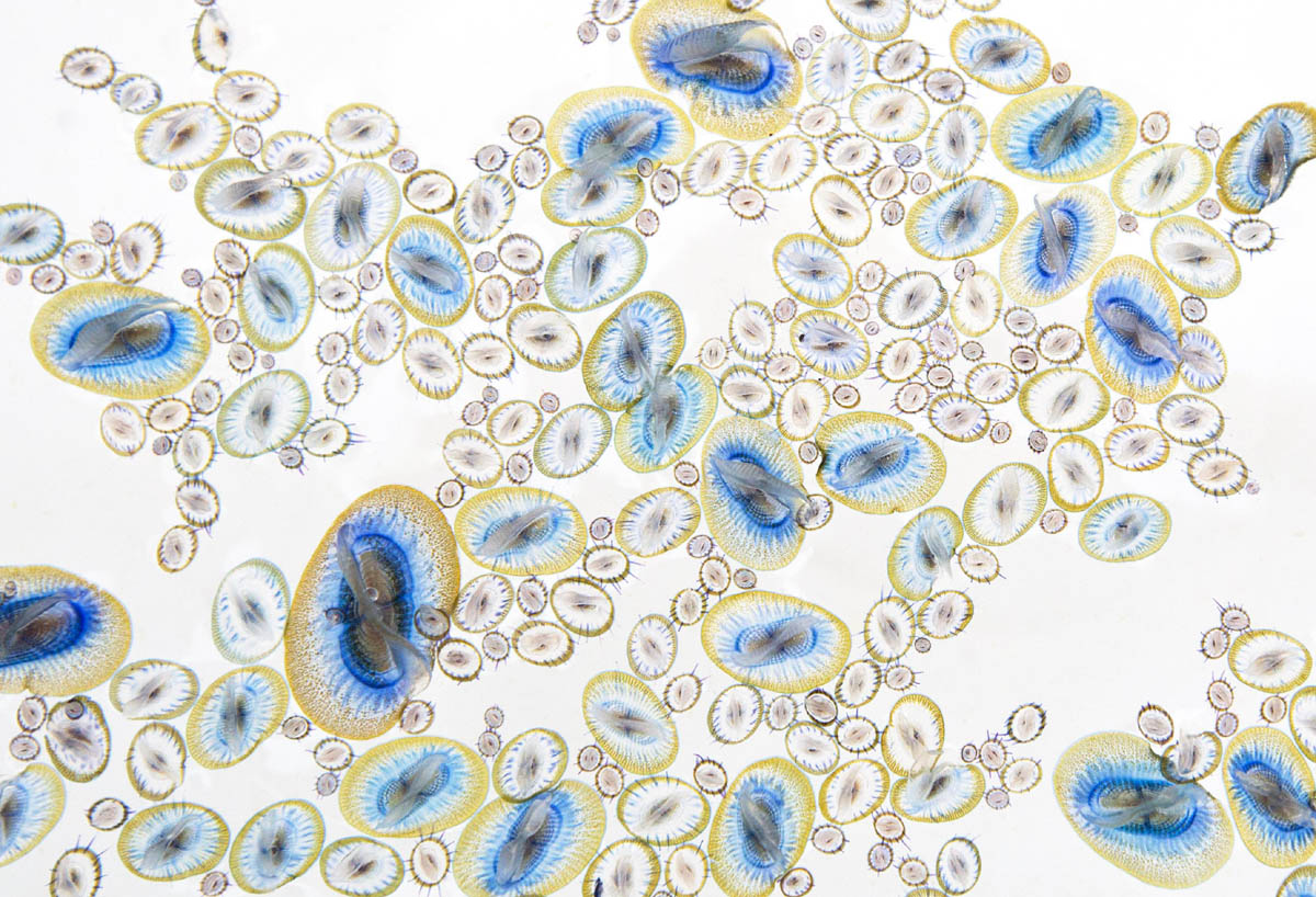 sea jewels award winning photography by jodi frediani