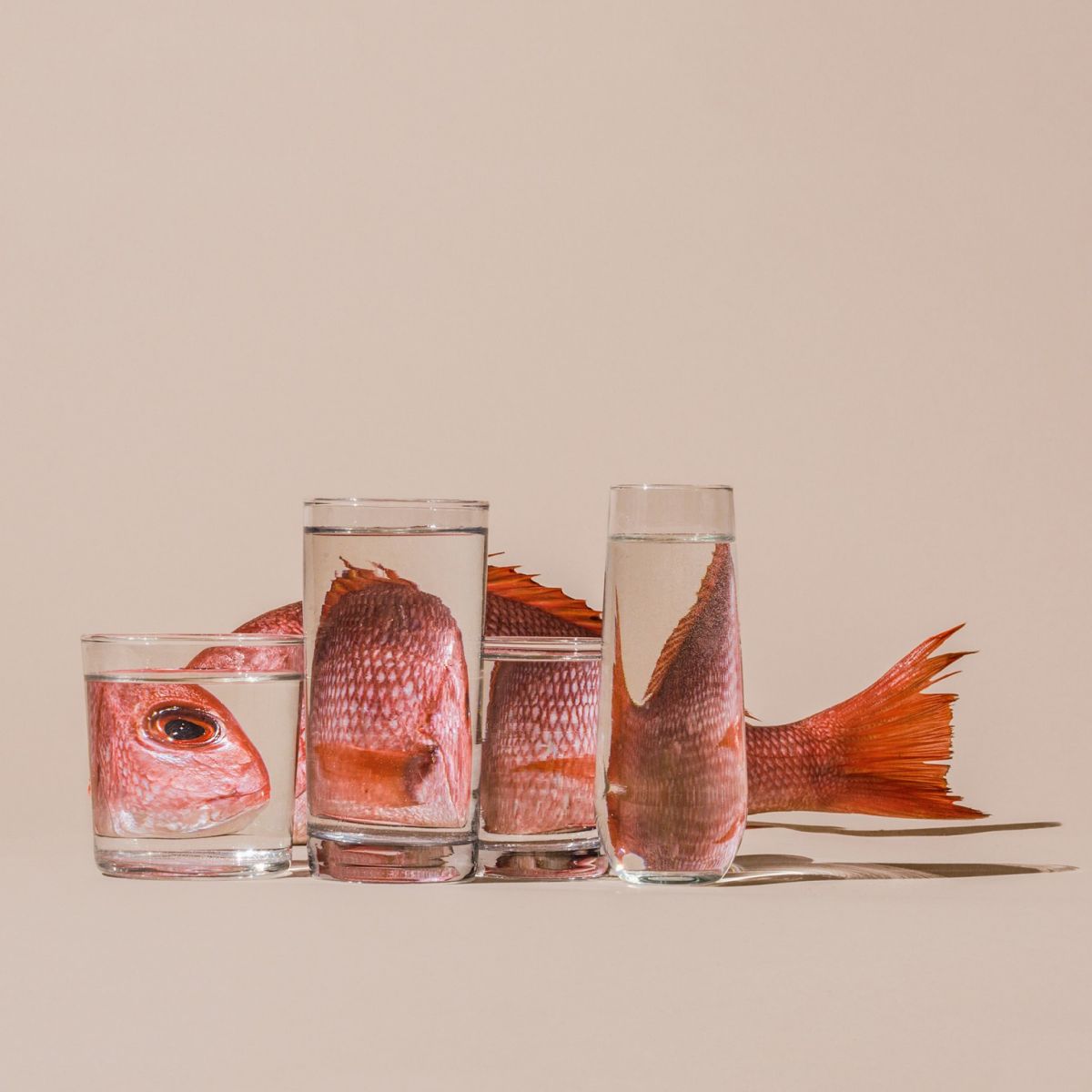 2 still life photography by suzanne saroff