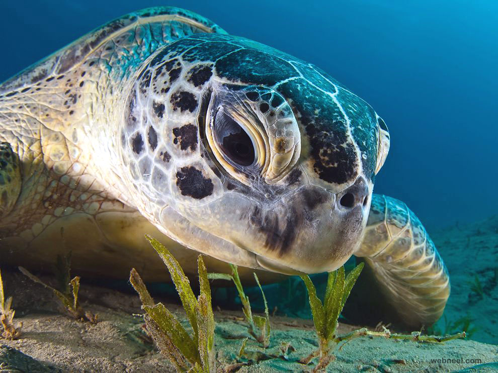 1 green turtle egypt underwater photography