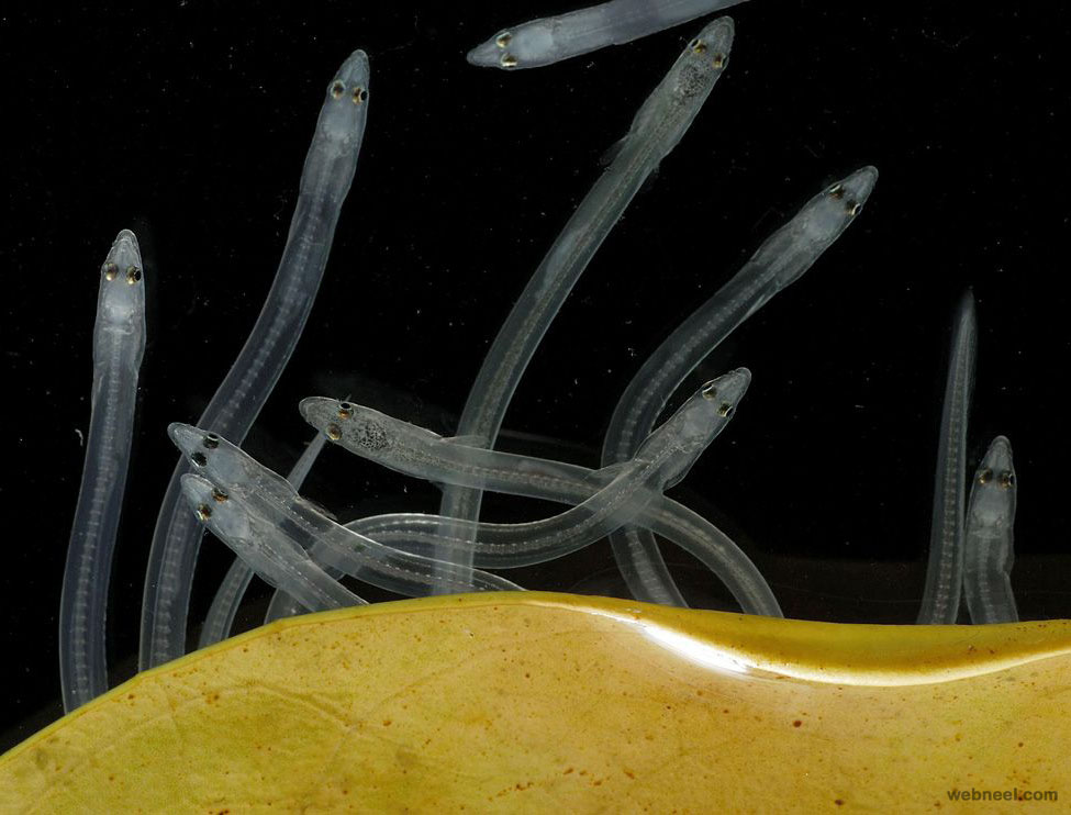 3 glass eels estuary underwater photography