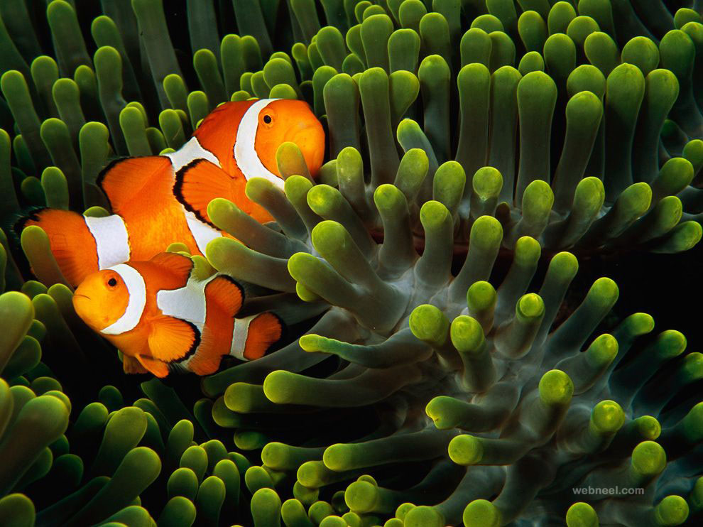 4 clown anemonefish indonesia laman underwater photography