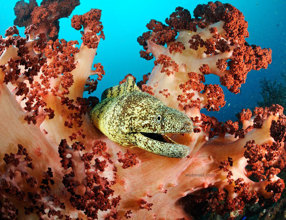 5 underwater photography moray eel japan by skerry