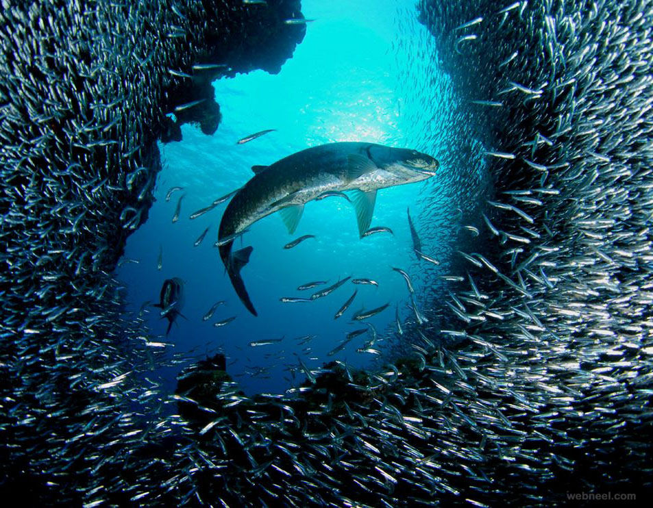 6 underwater photography tarpon grand by cayman