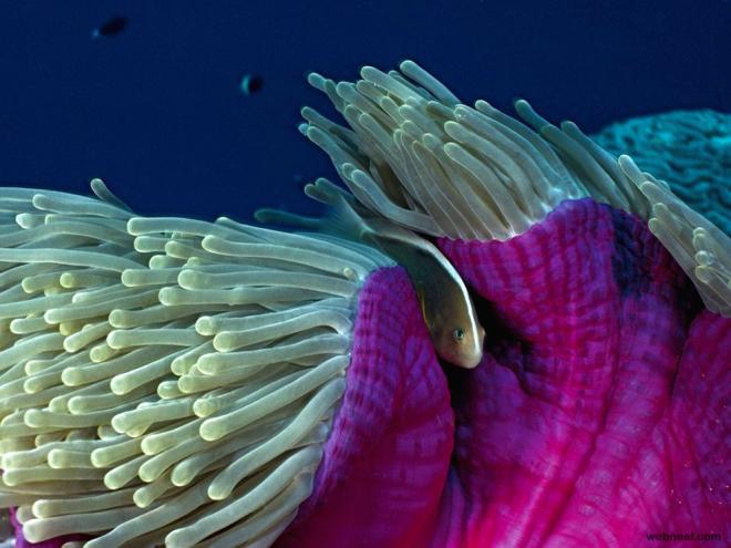 underwater photography skunk clownfish