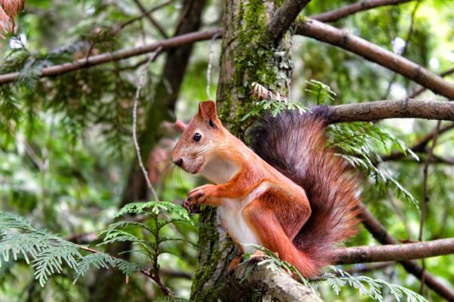 squirrel funny animal photo manipulation cubism