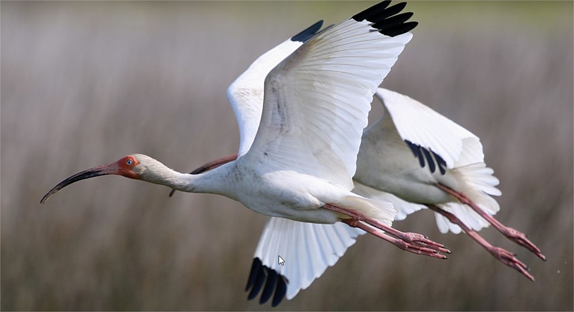 wildlife photo contest by brian zimmerman