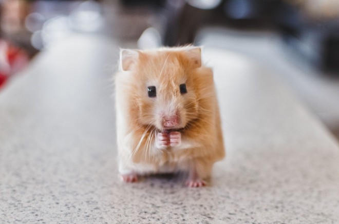 mouse funny animal photo manipulation cubism