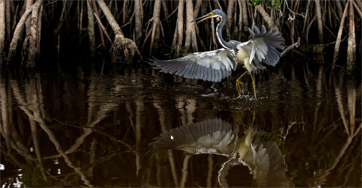 10 wildlife photo contest by donna