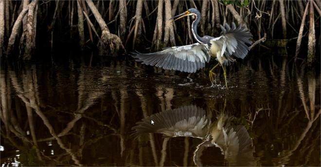 wildlife photo contest