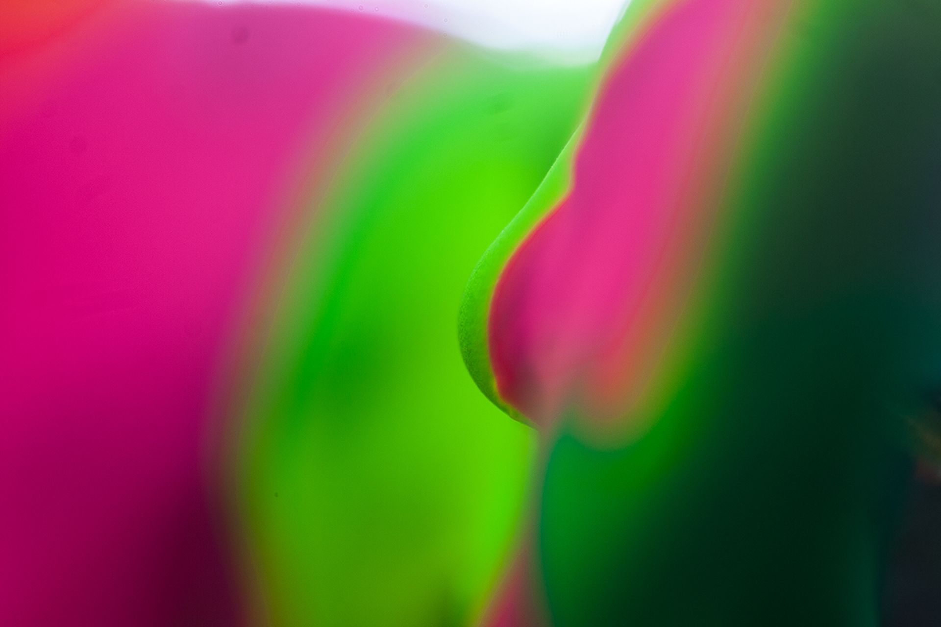 macro photography by albreto seveso