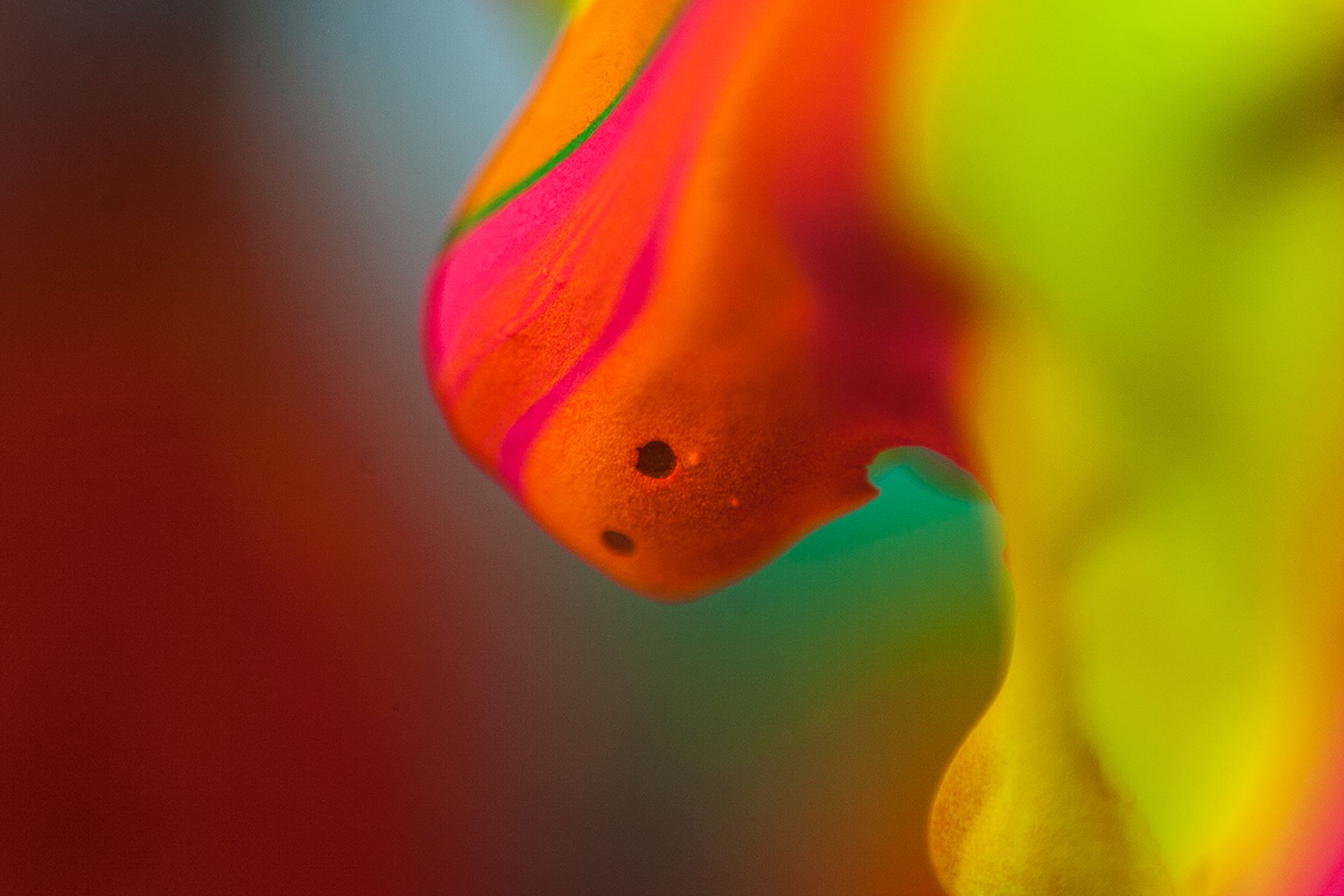 macro photography by albreto seveso