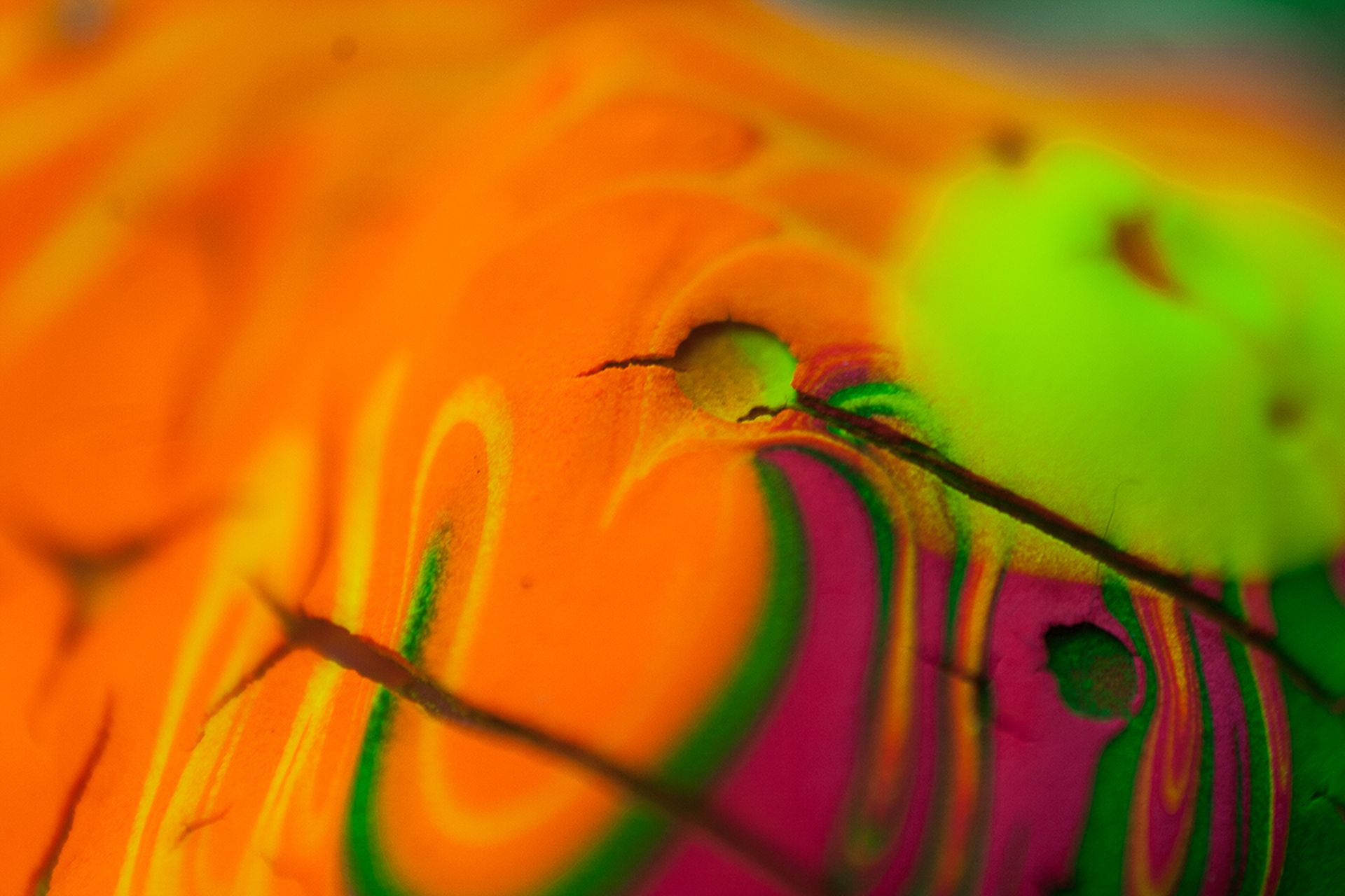 macro photography by albreto seveso