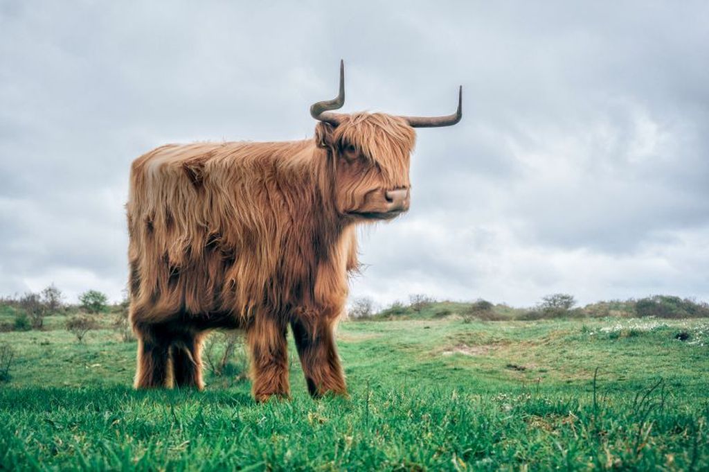 goat funny animal photo manipulation cubism by aditya