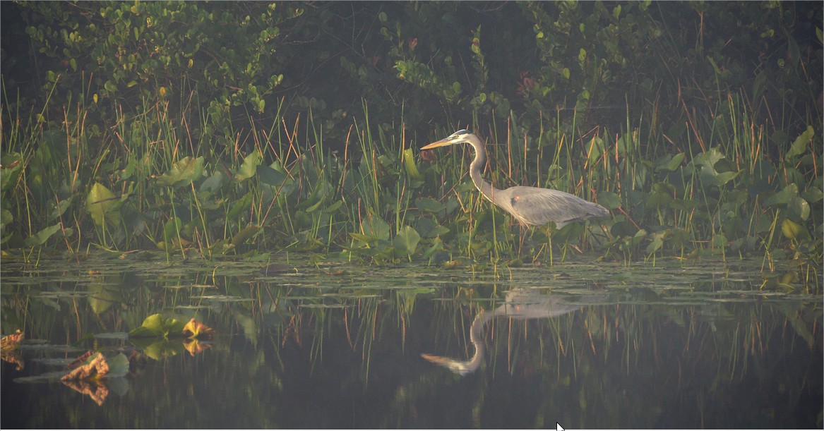 wildlife photo contest by lorenzo