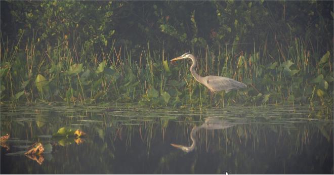 wildlife photo contest