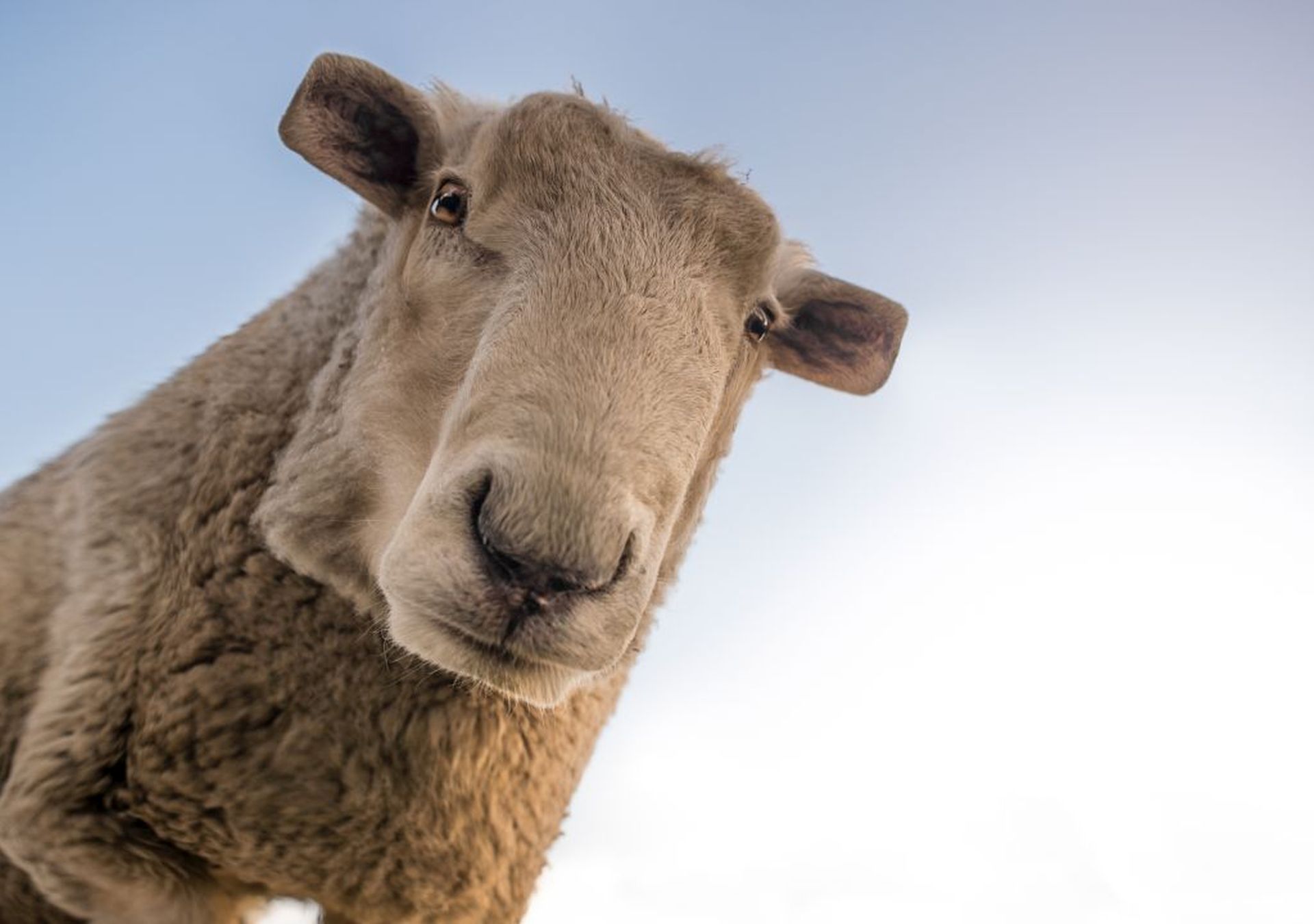 goat funny animal photo manipulation cubism by aditya