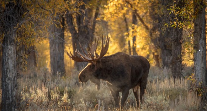 wildlife photo contest