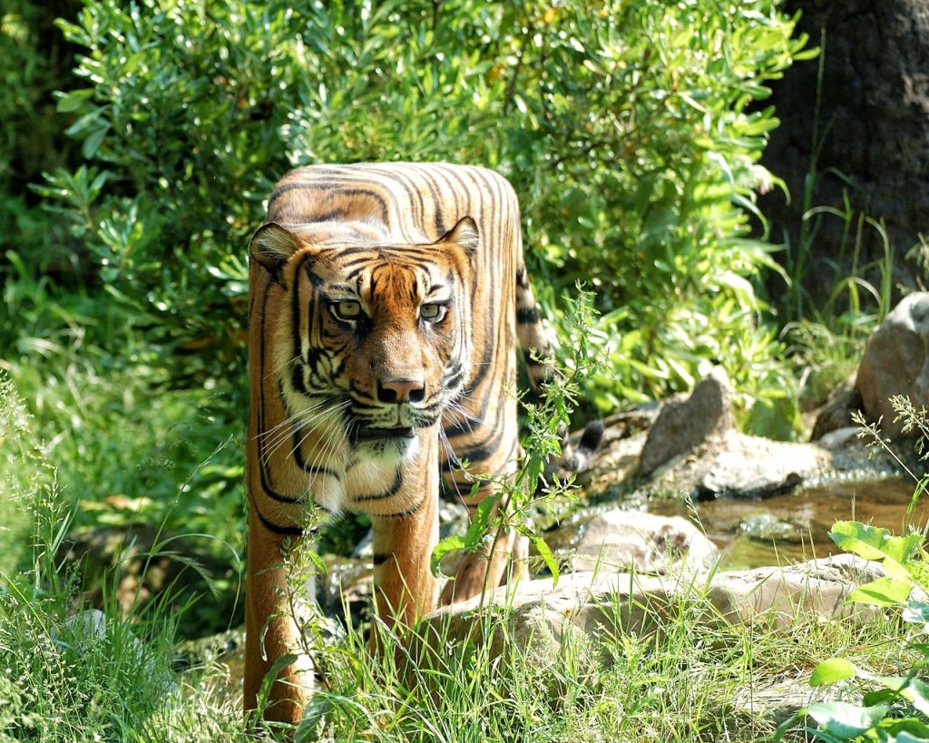 tiger funny animal photo manipulation cubism by aditya
