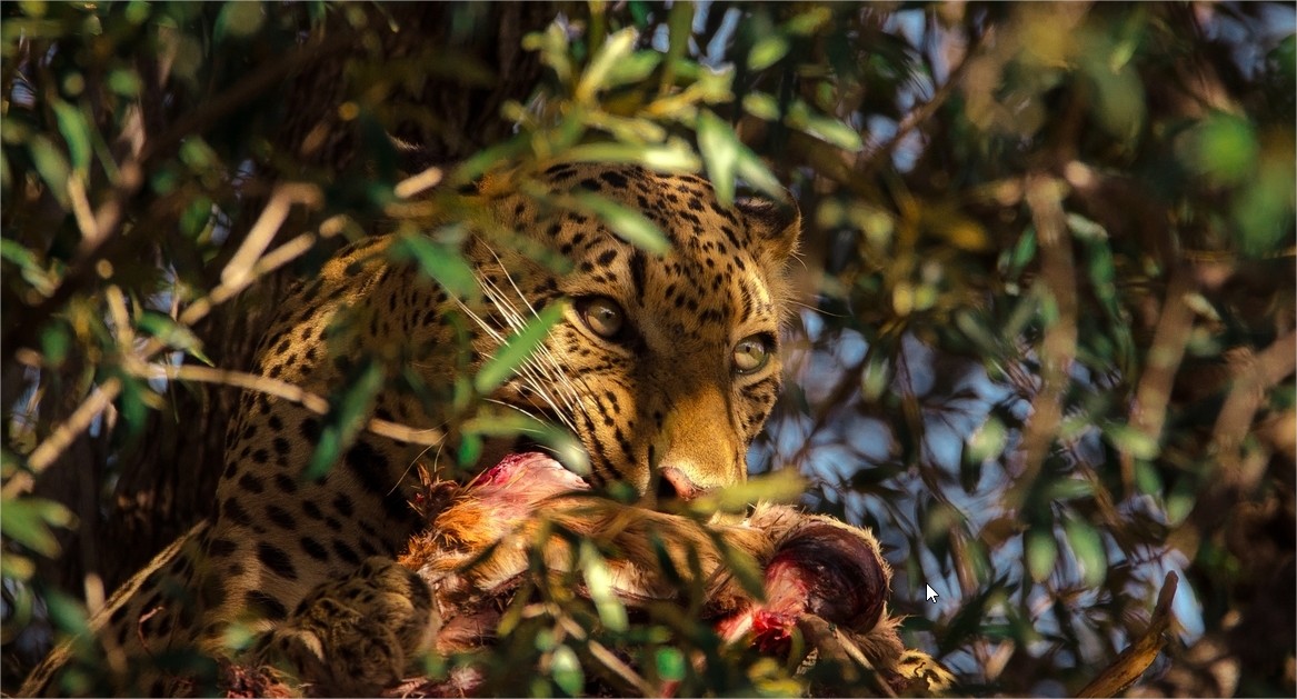 wildlife photo contest by sahasrangshu