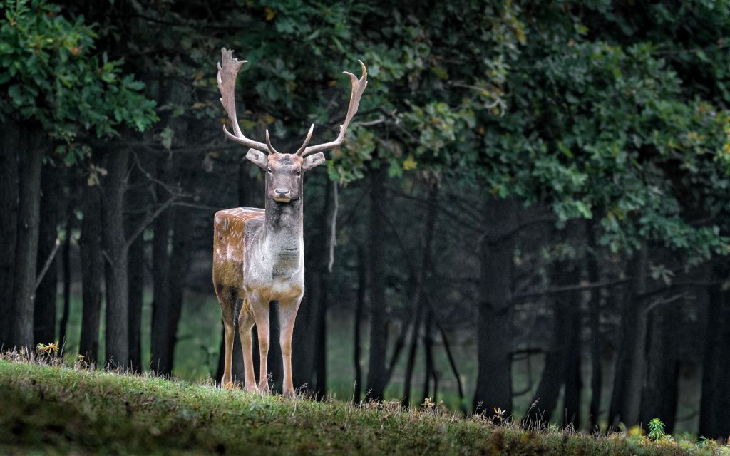 deer funny animal photo manipulation cubism by aditya