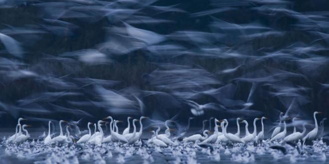 epson pano awards